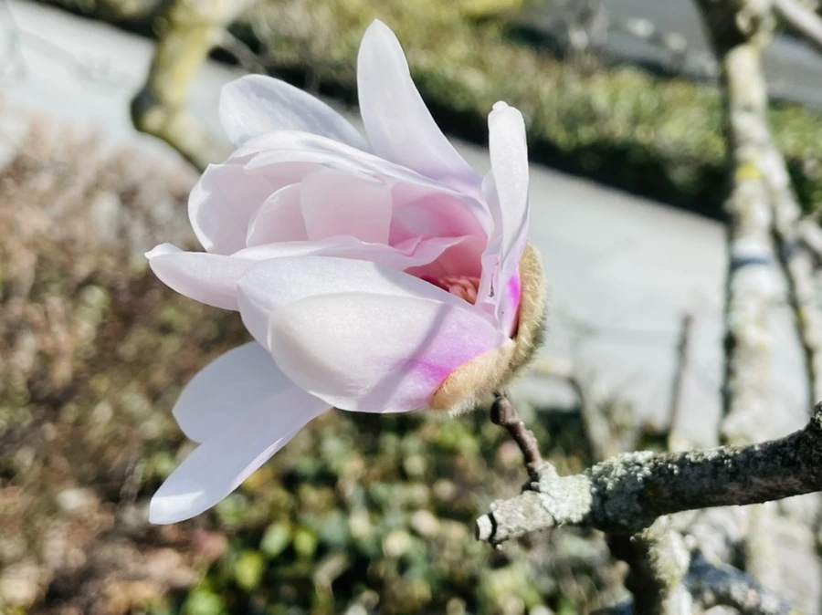 IMG_7085.jpg?type=w966