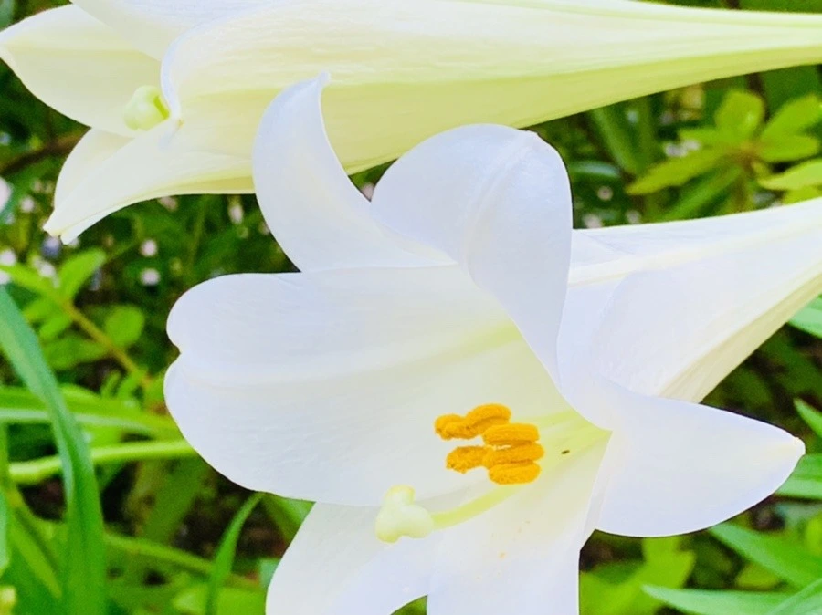 wNMn4t-IBdC-7RHJpRaSitJgb9k