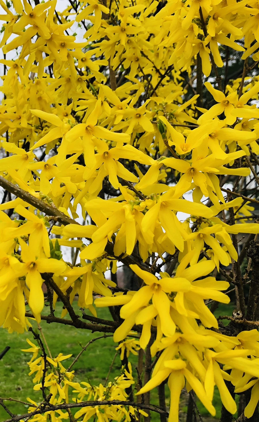 IMG_2618.jpg?type=w966