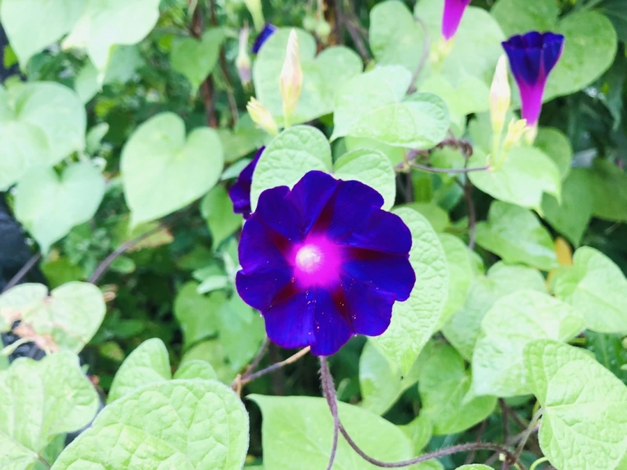 IMG_4329.jpg?type=w966