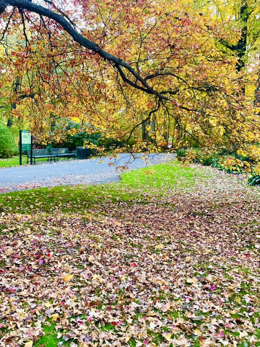 IMG_1847.jpg?type=w966