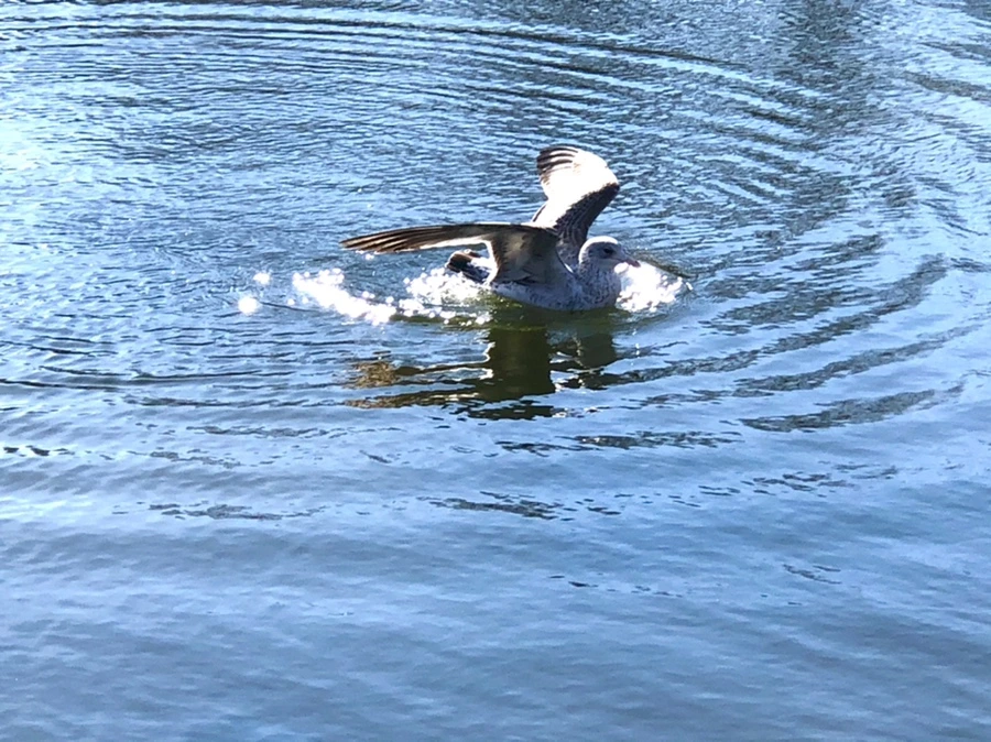 IMG_6832.jpg?type=w966