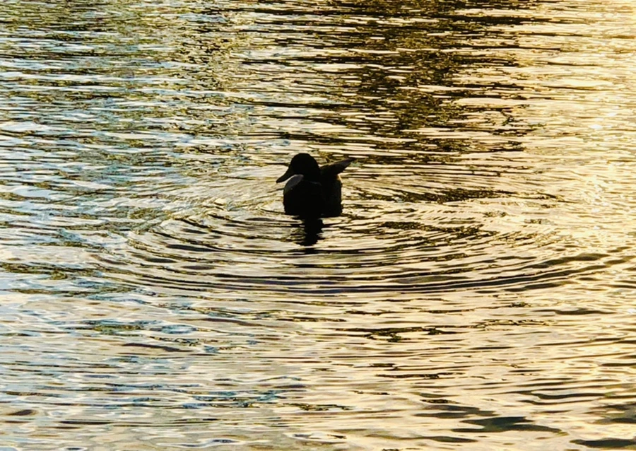 IMG_4427.jpg?type=w966