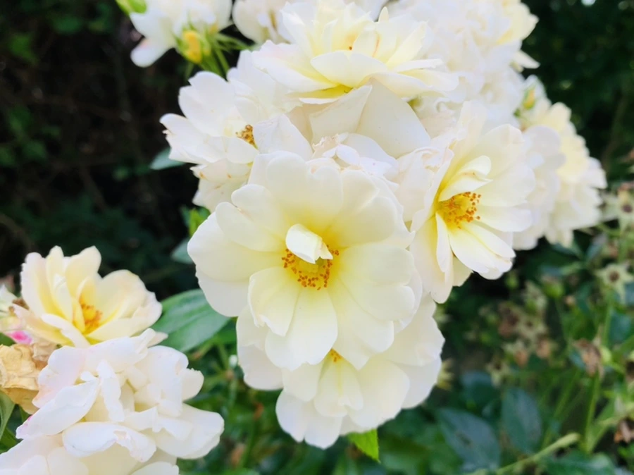 IMG_7329.jpg?type=w966