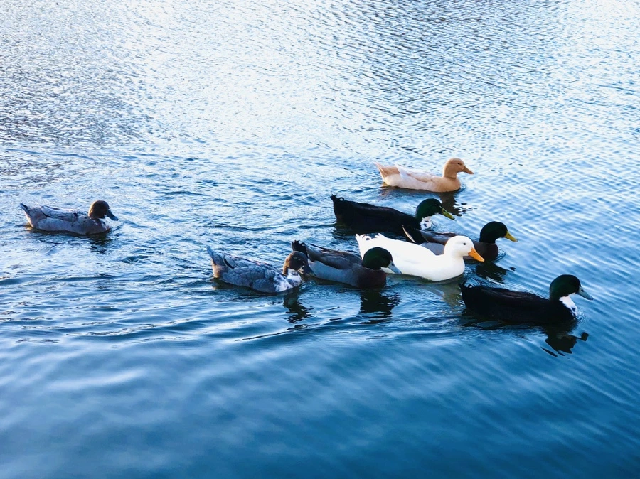 IMG_5949.jpg?type=w966