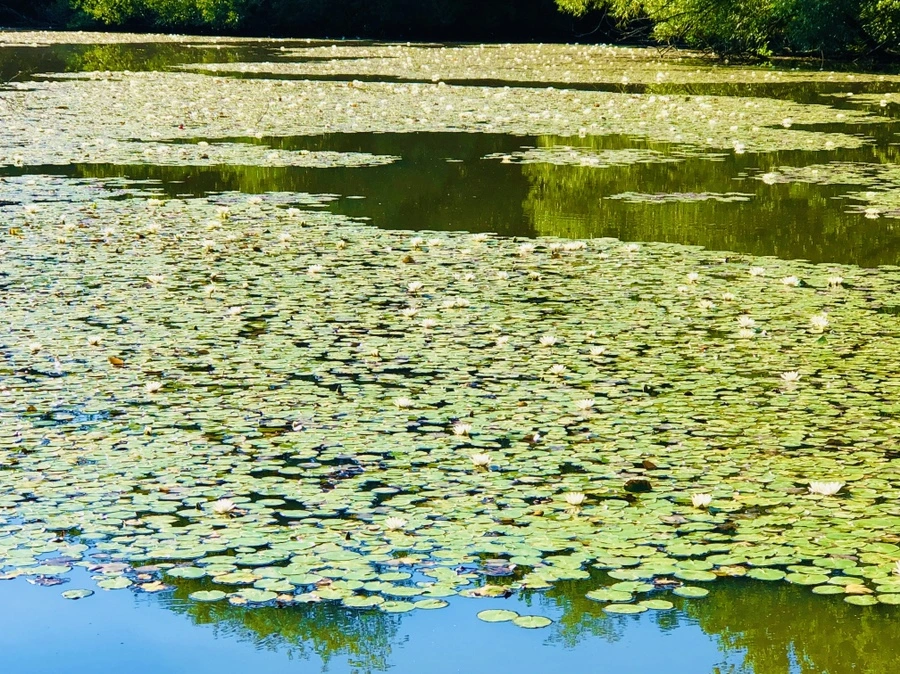 IMG_3938.jpg?type=w966