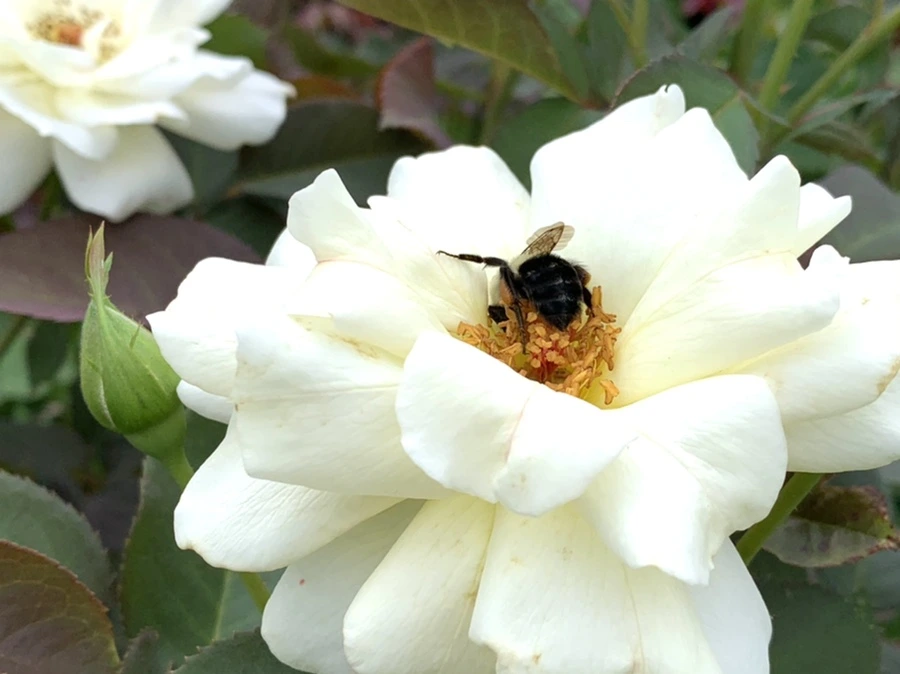 IMG_4163.jpg?type=w966