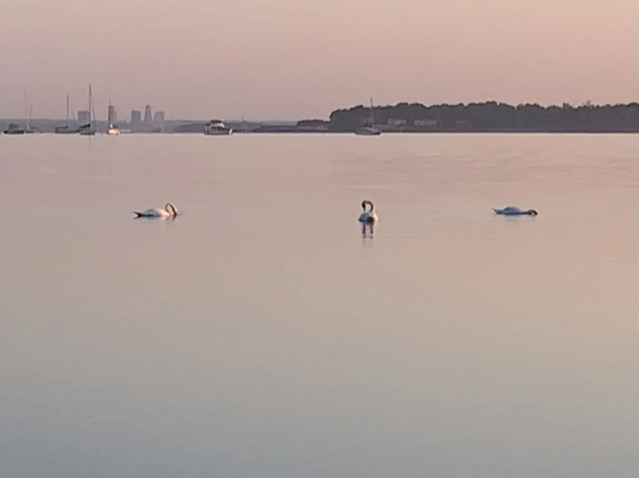 IMG_0193.jpg?type=w966