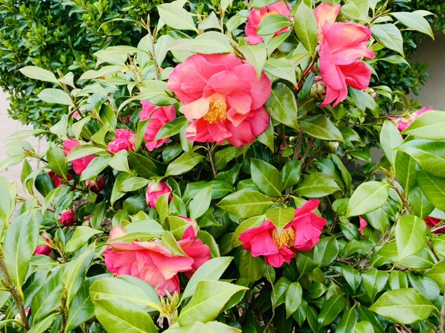 IMG_6640.jpg?type=w966