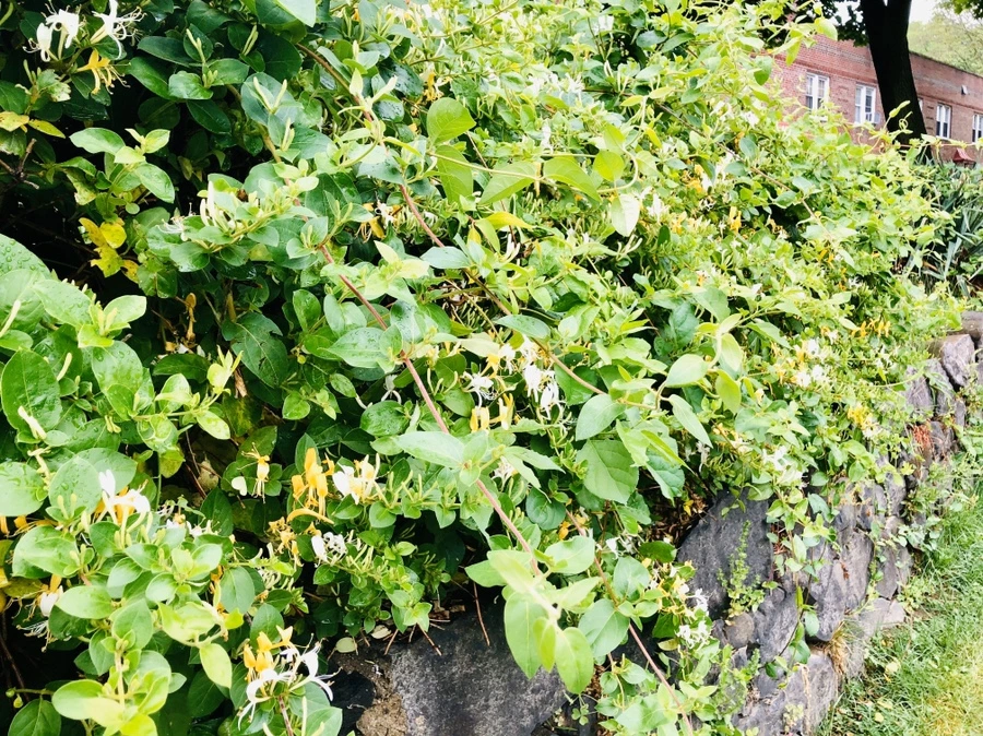 IMG_8181.jpg?type=w966