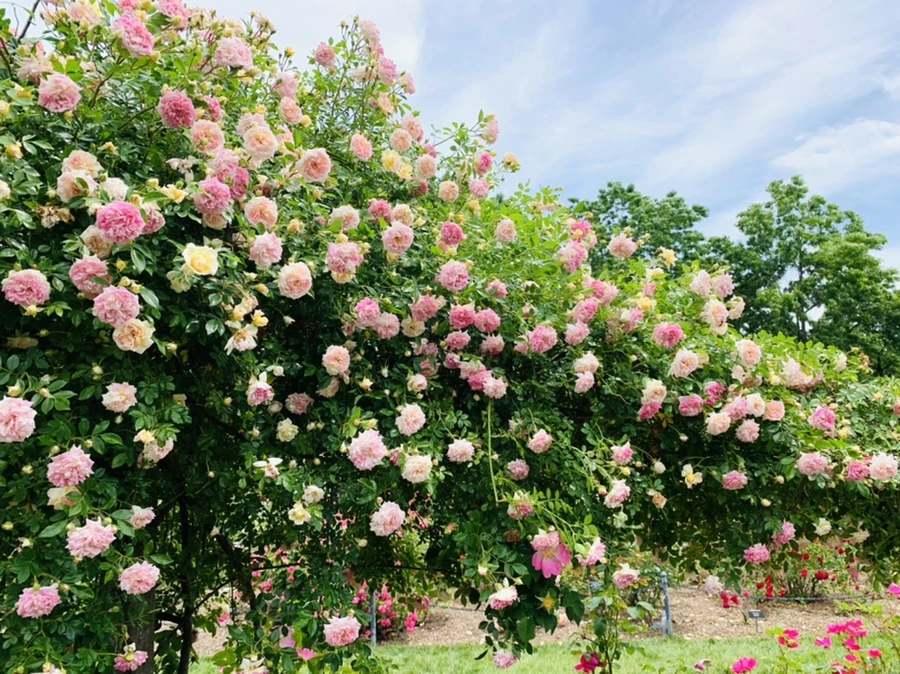 IMG_9663.jpg?type=w966