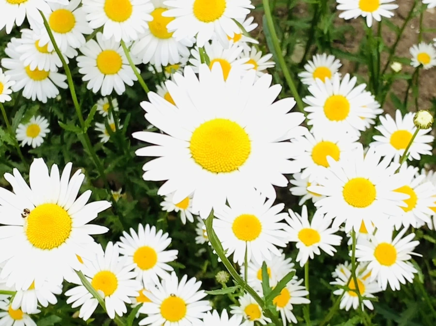 IMG_4919.jpg?type=w966