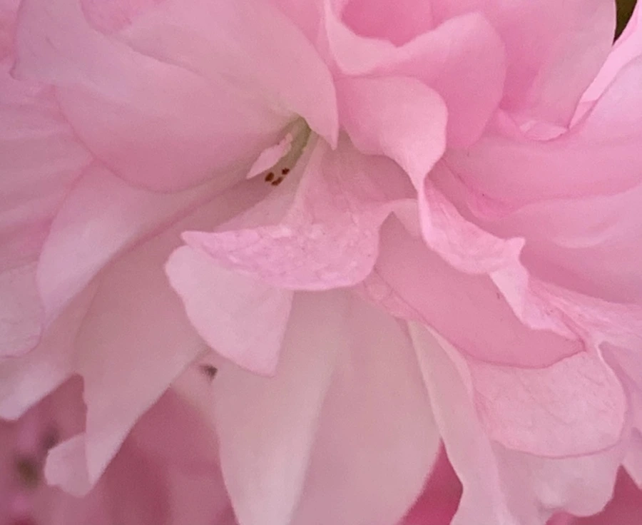 IMG_5499.jpg?type=w966