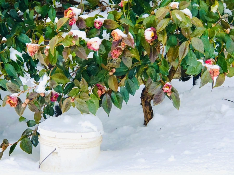 IMG_9085.jpg?type=w966