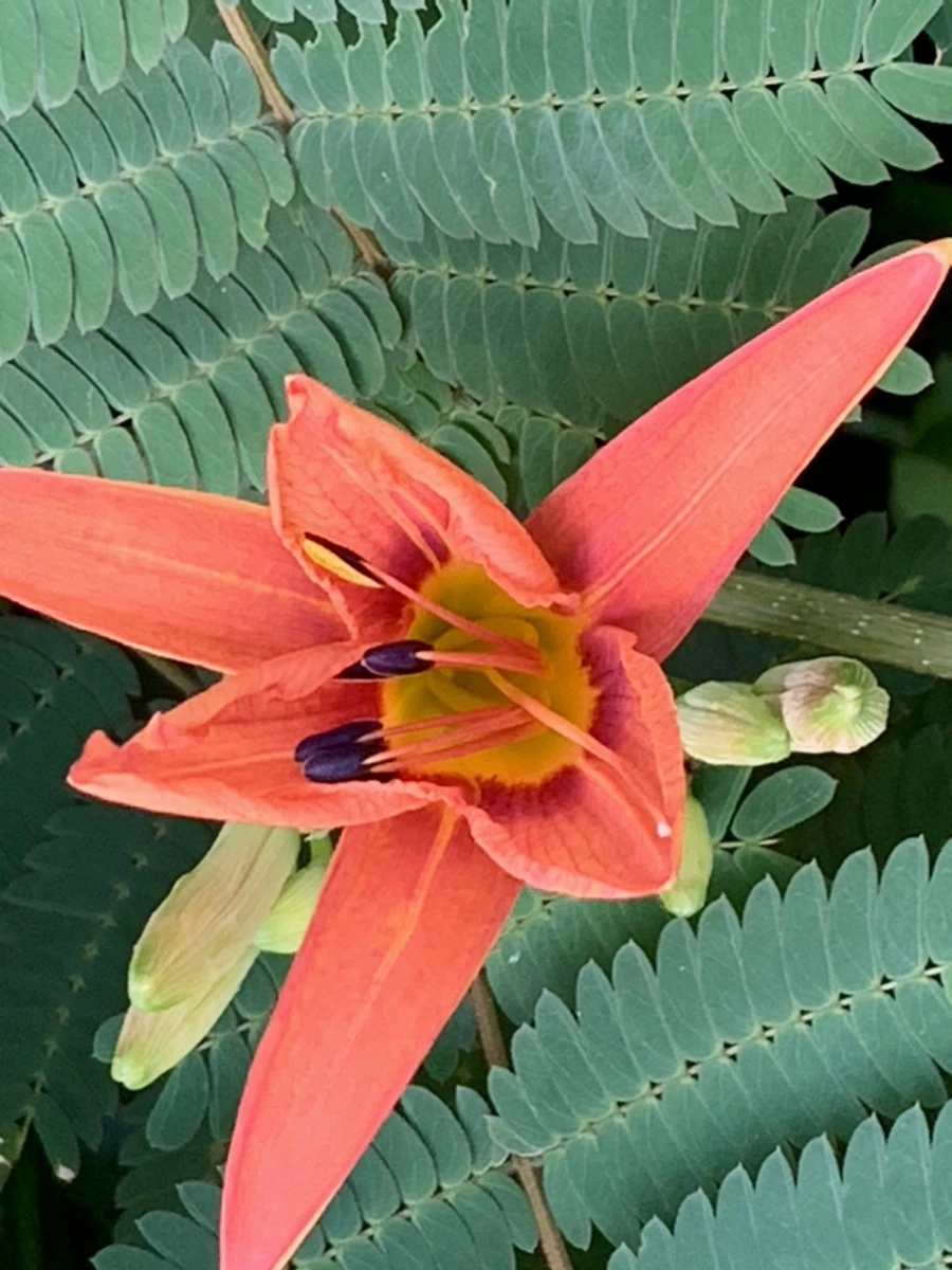 IMG_5341.jpg?type=w966