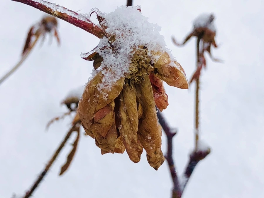 IMG_3546.jpg?type=w966