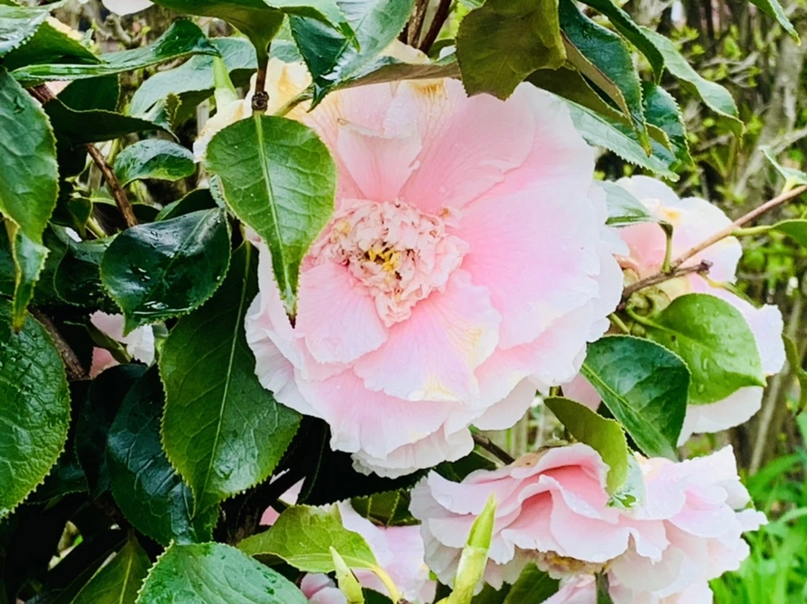 IMG_4033.jpg?type=w966