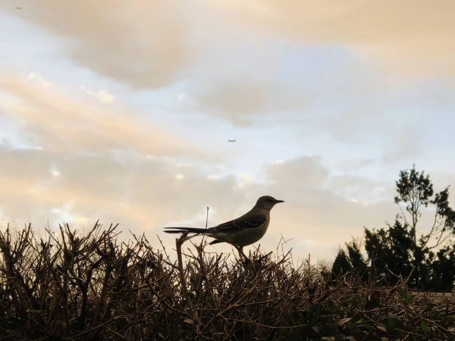 IMG_8229.jpg?type=w966