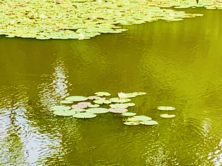 IMG_5161.jpg?type=w966