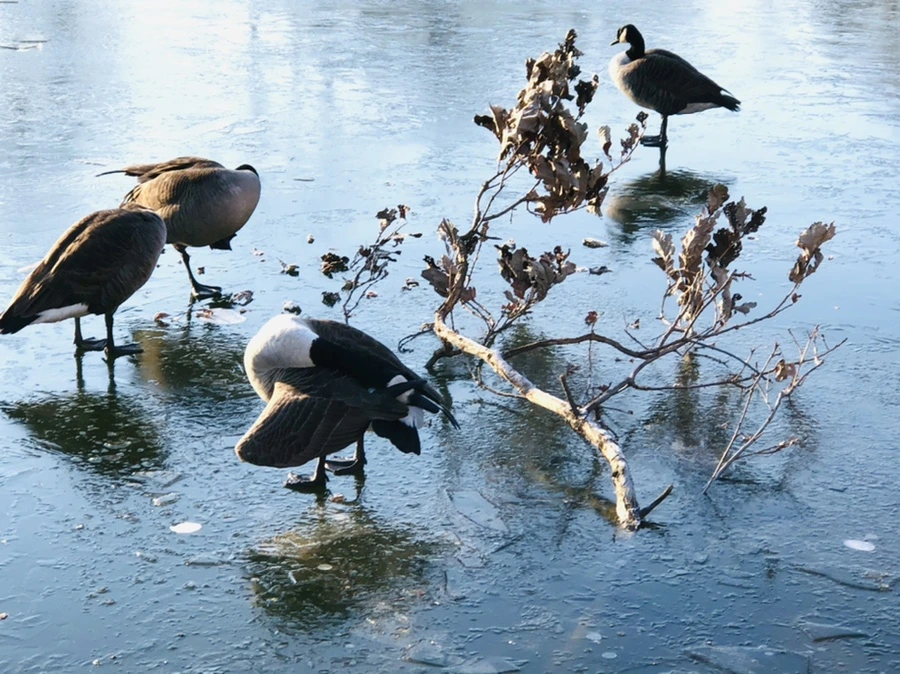 IMG_2249.jpg?type=w966