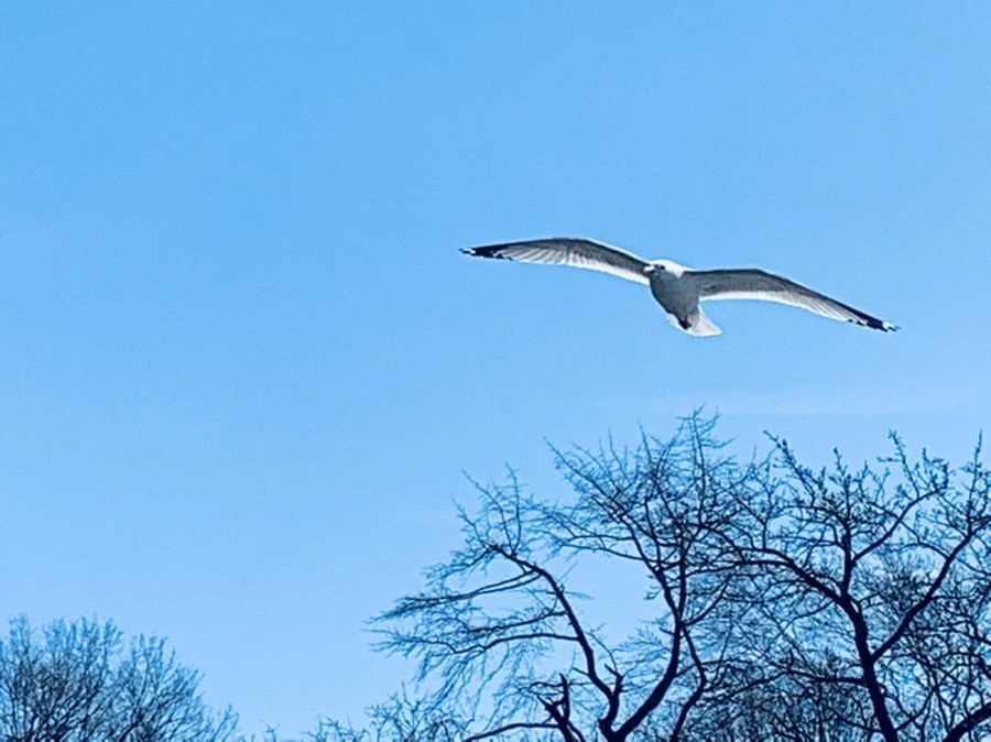 IMG_9445.jpg?type=w966