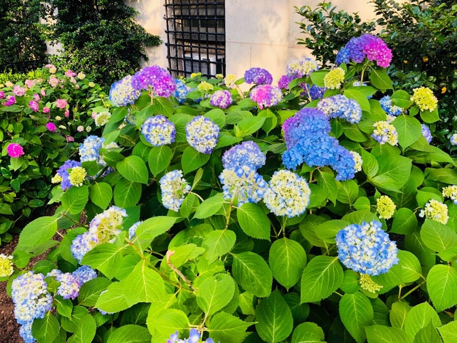 IMG_7656.jpg?type=w966