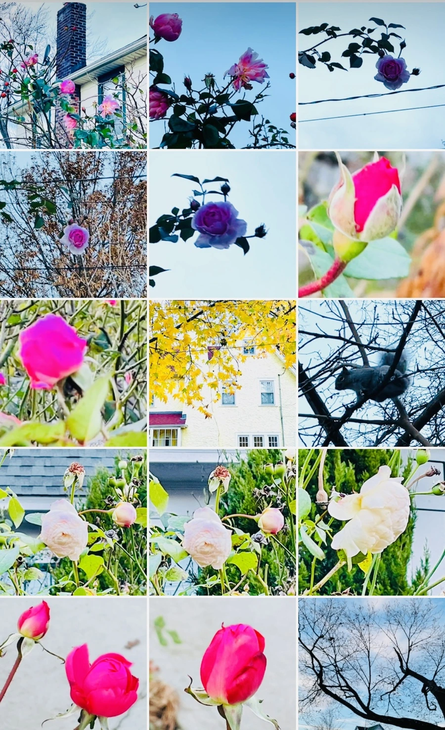 IMG_6811.jpg?type=w966