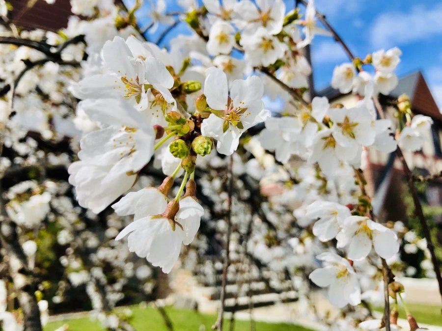 IMG_6589.jpg?type=w966