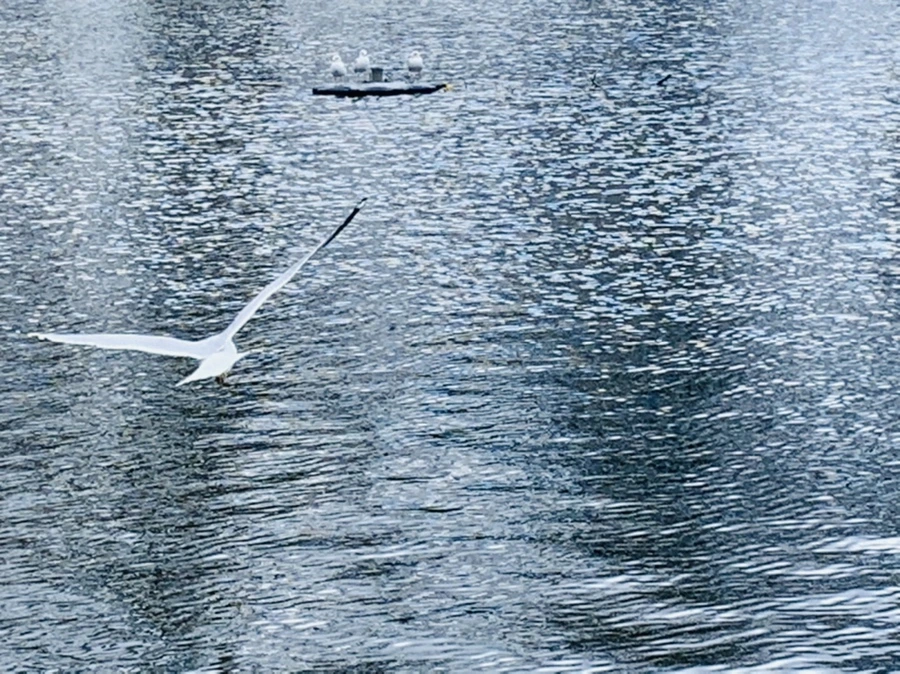 IMG_7429.jpg?type=w966