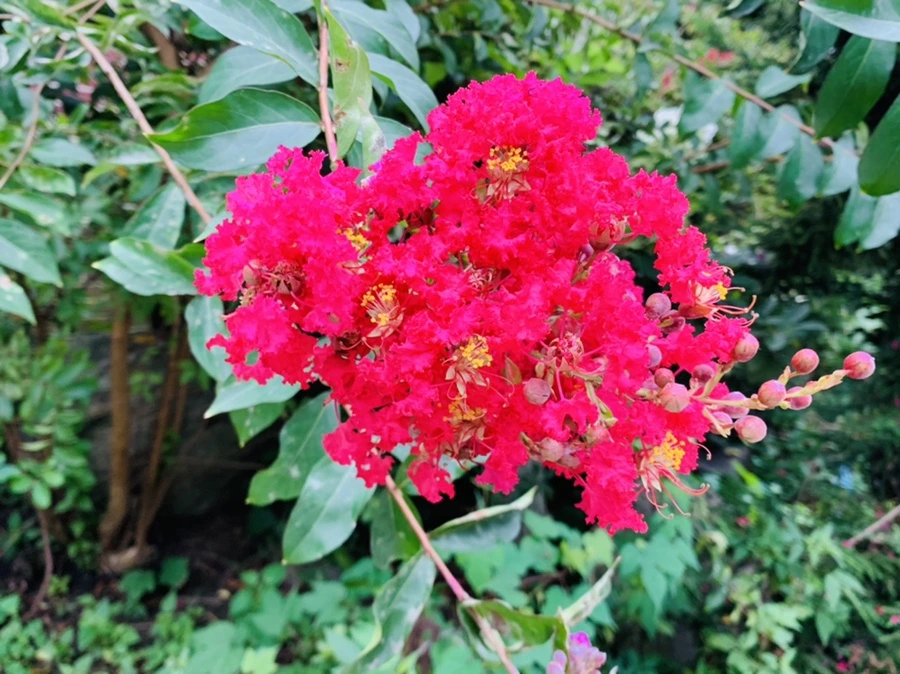 IMG_5884.jpg?type=w966