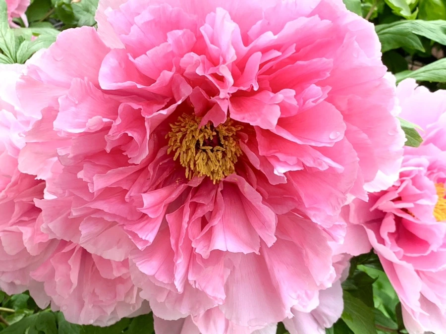 IMG_9617.jpg?type=w966