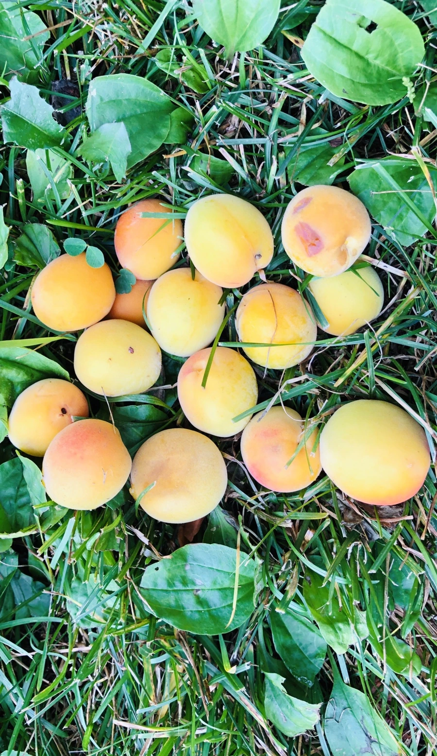 IMG_1364.jpg?type=w966