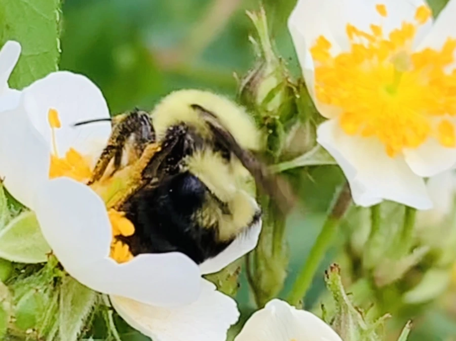 IMG_4034.jpg?type=w966