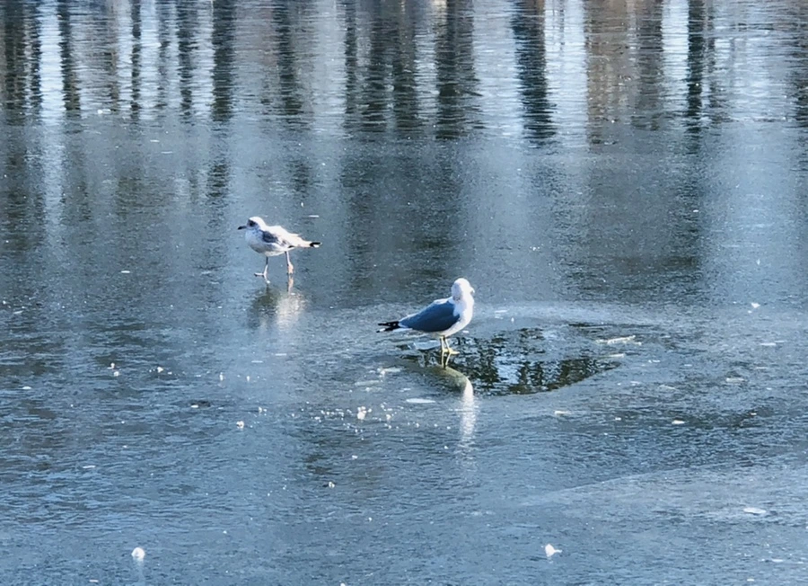 IMG_7696.jpg?type=w966