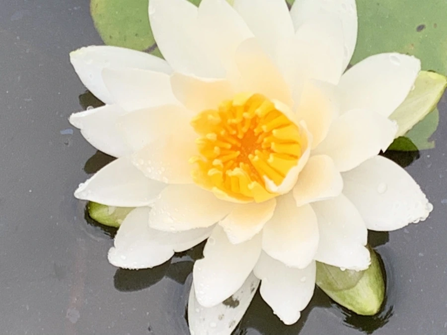 IMG_7843.jpg?type=w966