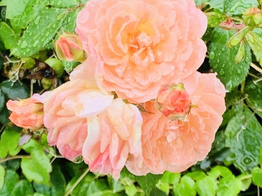 IMG_3750.jpg?type=w966