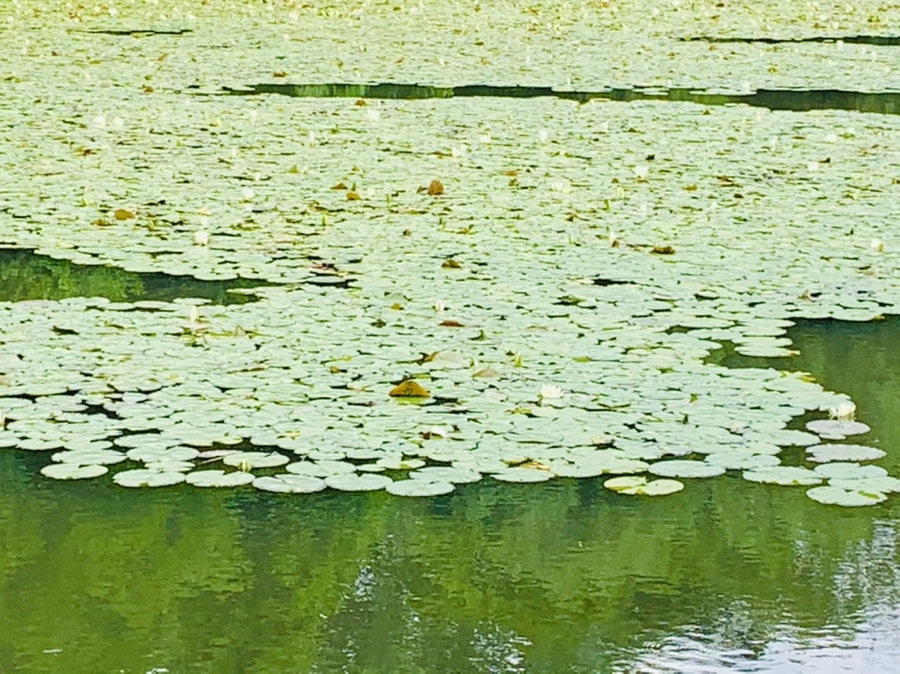 IMG_0759.jpg?type=w966