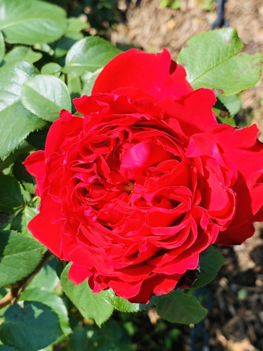 IMG_4292.jpg?type=w966