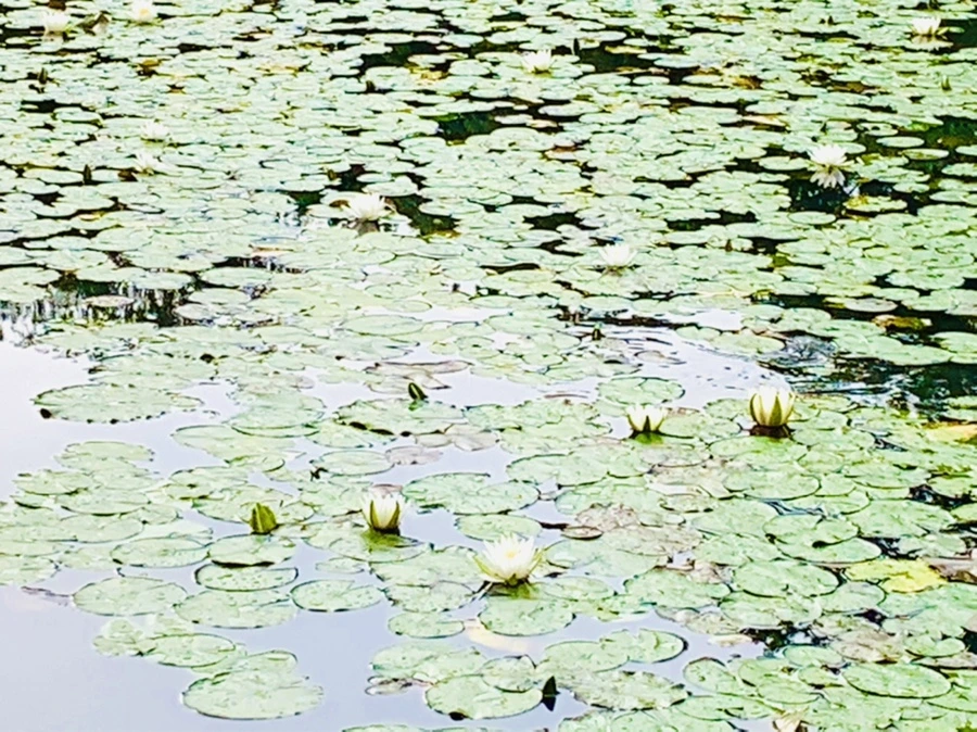 IMG_4442.jpg?type=w966