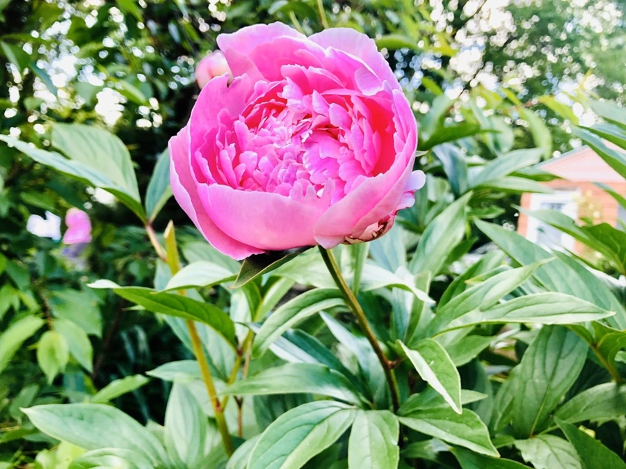 IMG_7718.jpg?type=w966