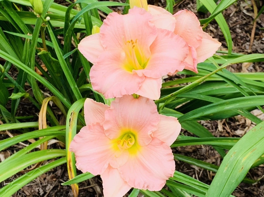 IMG_2573.jpg?type=w966