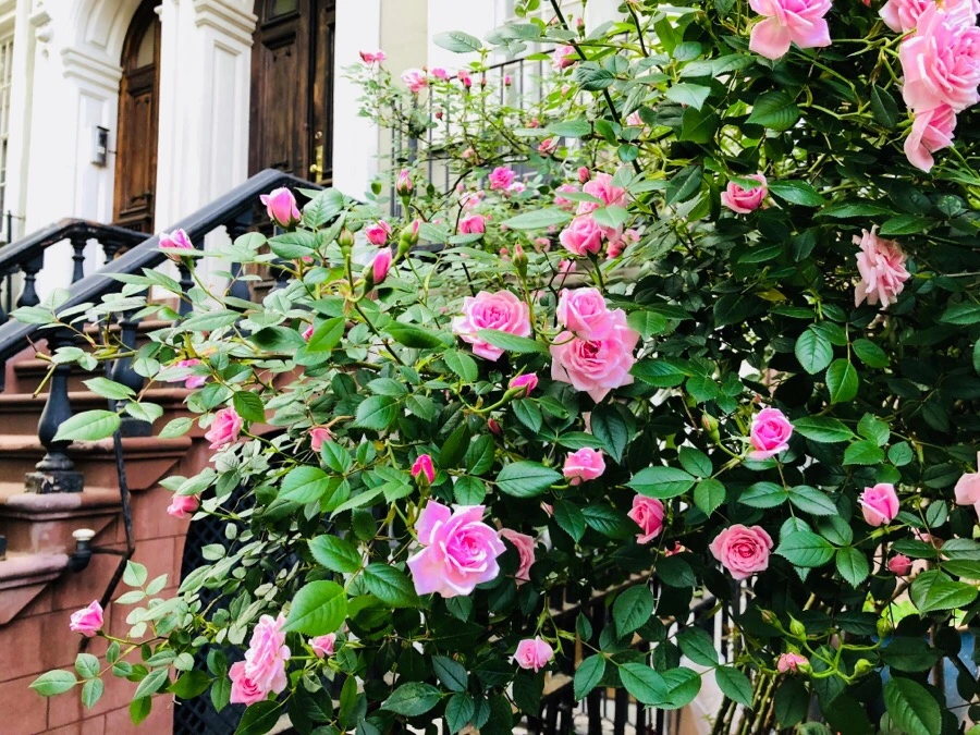 IMG_6260.jpg?type=w966