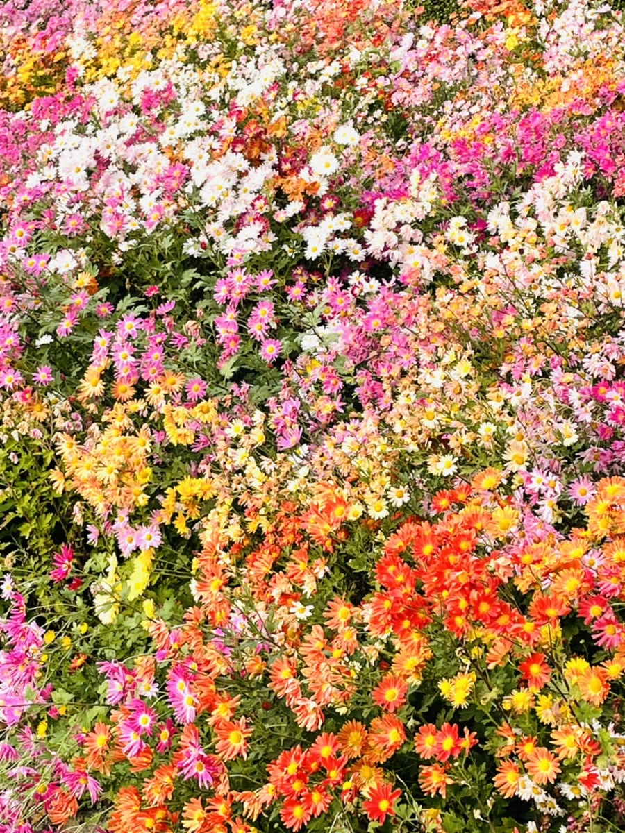 IMG_1209.jpg?type=w966