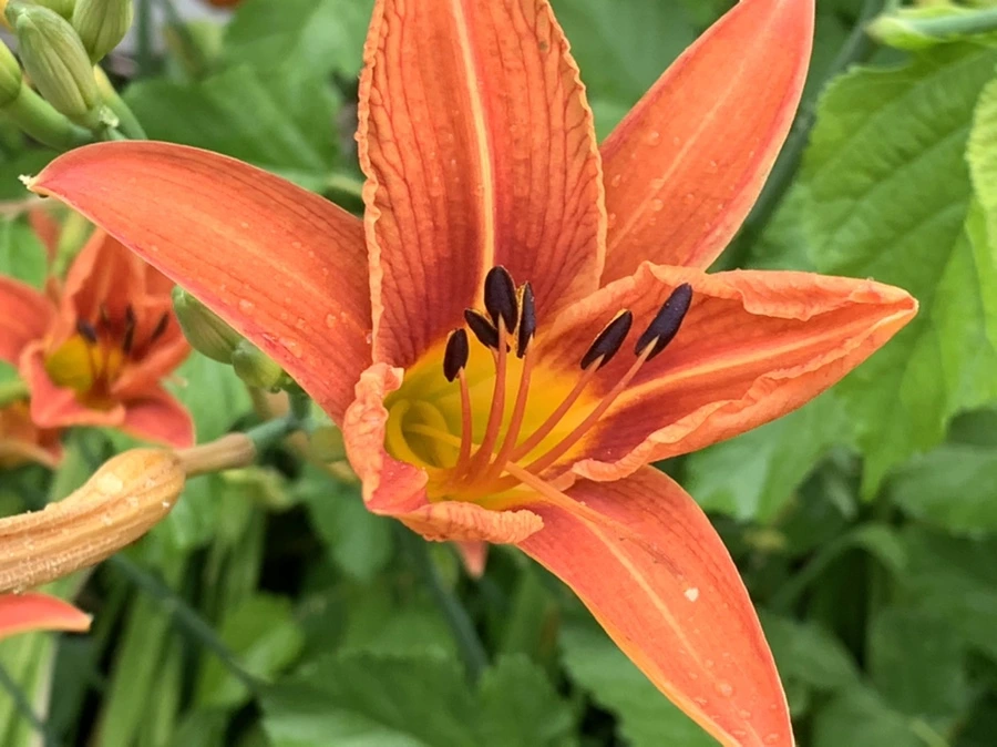 IMG_3585.jpg?type=w966