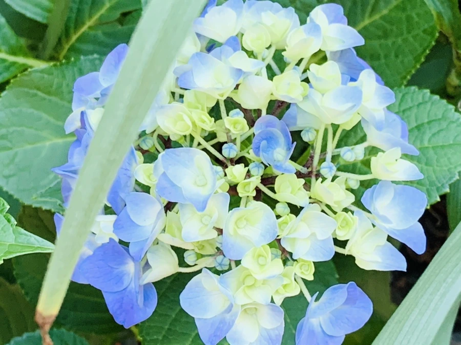 IMG_5223.jpg?type=w966