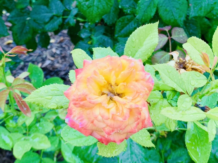 IMG_8790.jpg?type=w966