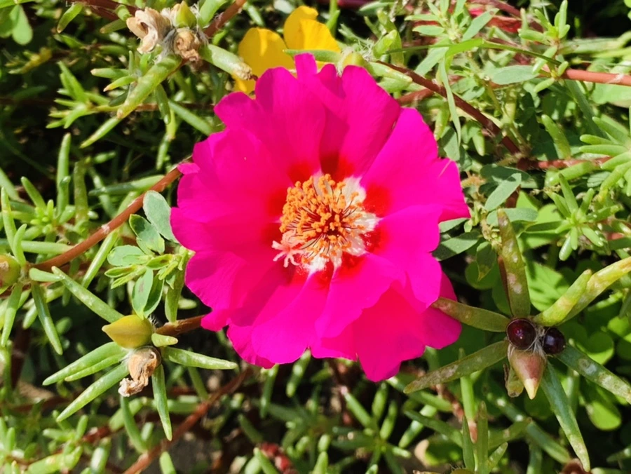 IMG_6706.jpg?type=w966