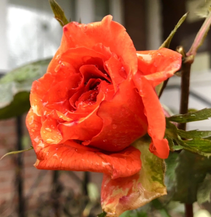 IMG_8098.jpg?type=w966