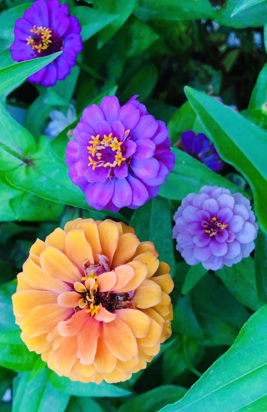 IMG_3638.jpg?type=w966