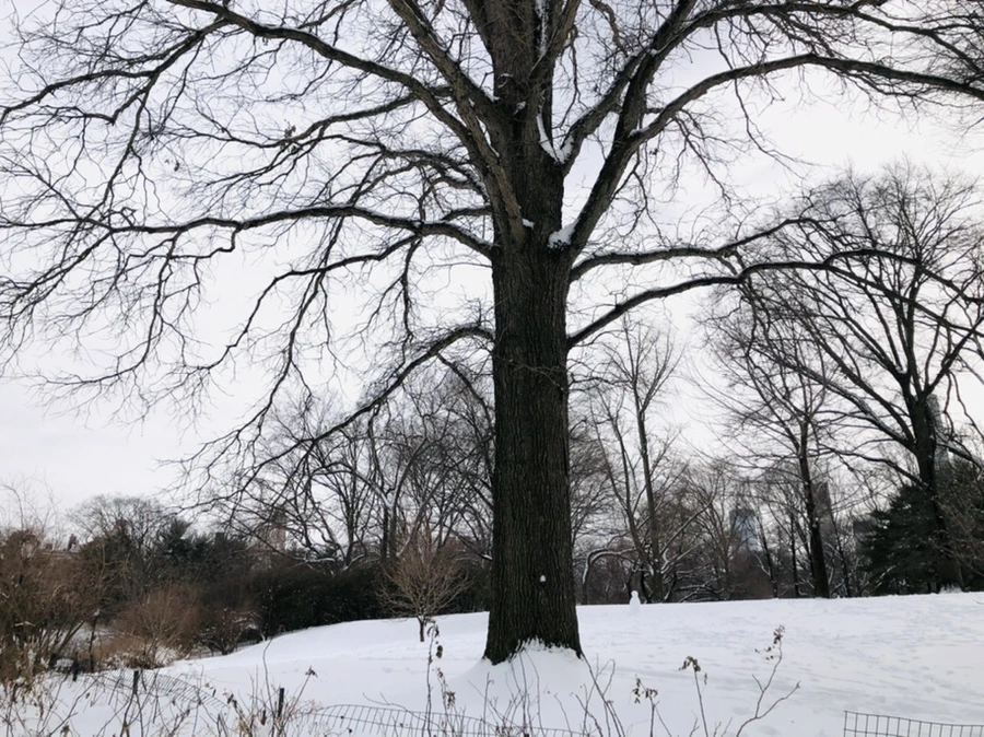 IMG_9458.jpg?type=w966